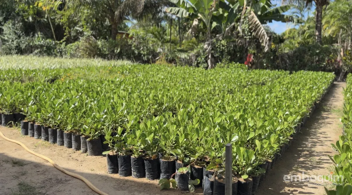 ATeG do Senar Sergipe impulsiona a produção de plantas ornamentais em Boquim - Foto: Senar Sergipe