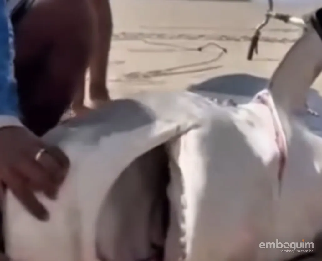 Tubarão de grande porte é capturado na Praia do Abaís e viraliza nas redes sociais